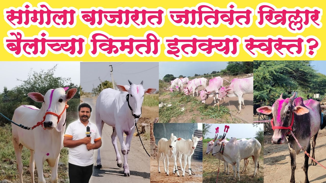 सांगोला बाजारात खिल्लार बैलांच्या किमती इतक्या स्वस्त? खिल्लार बैल बाजार |khillar bail bazar sangola