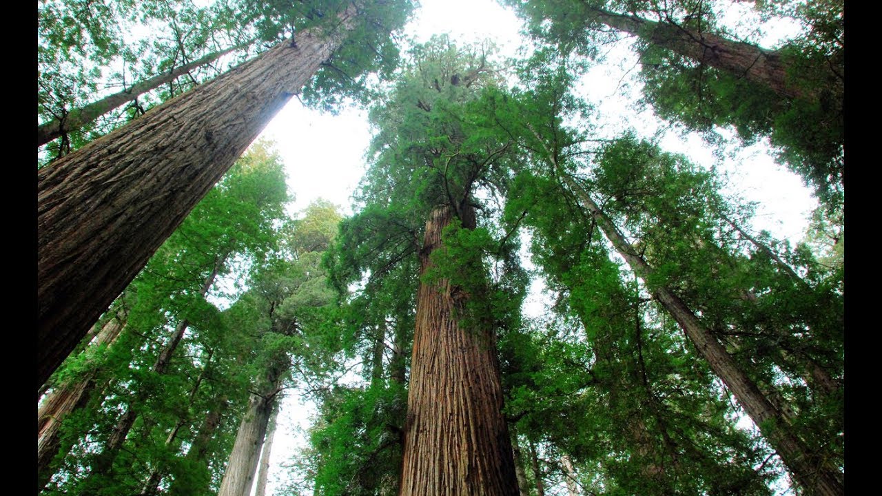 A Scenic Redwoods Drive