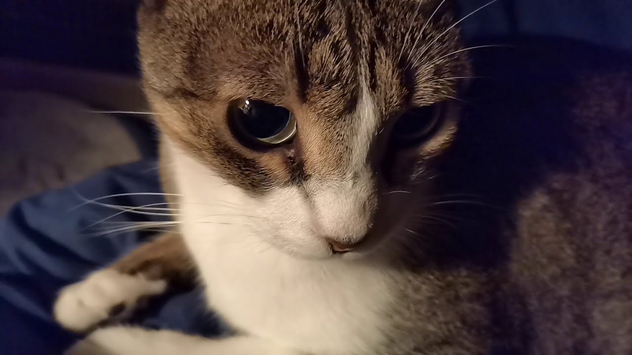 Happy Cat Purring Before Sleep