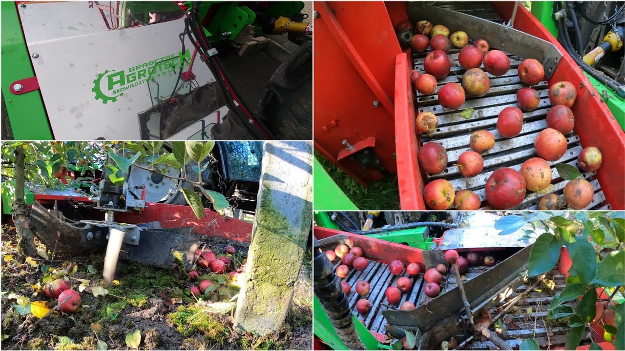 Idared. Zbiór mechaniczny jabłek przemysłowych. Grabczak Agrotech (part 2) ElbioTerraIvo+ElvitaHumus