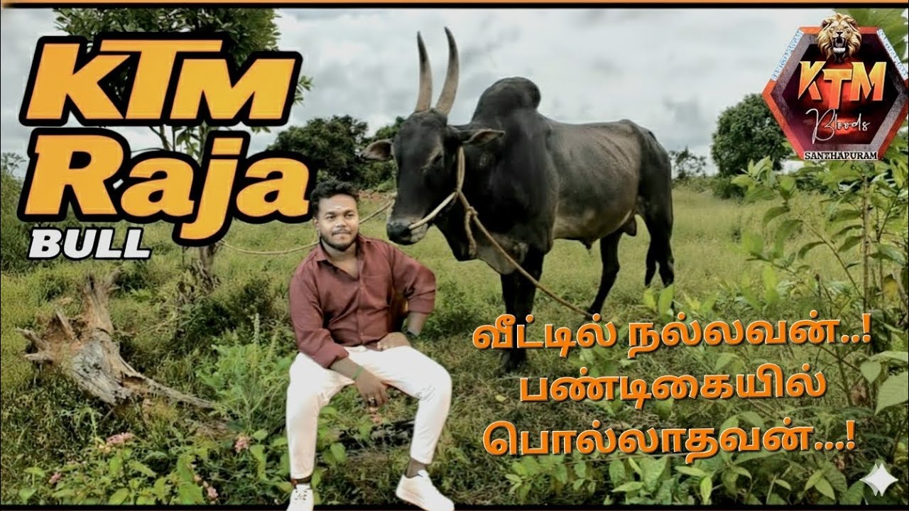 KTM Bloods... One of best Bull KTM RAJA