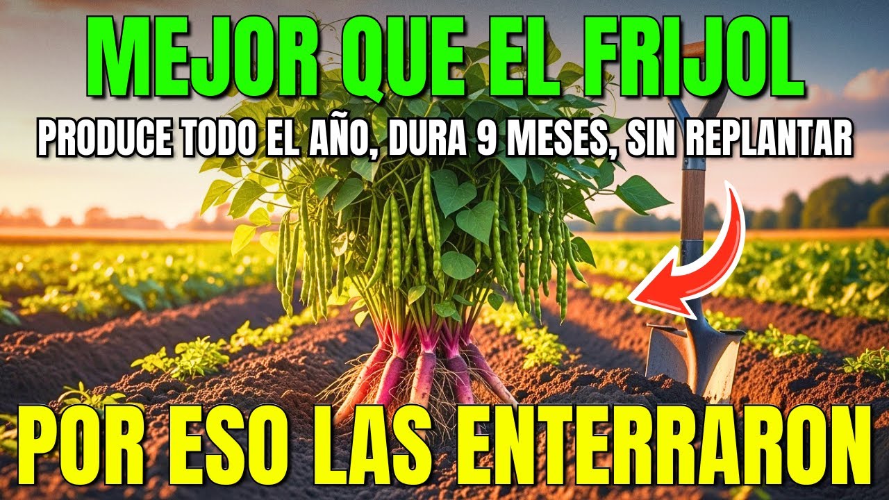 Mejor Que el Frijol. Produce Todo el Año, Dura 9 Meses y Nunca Necesita Replantarse