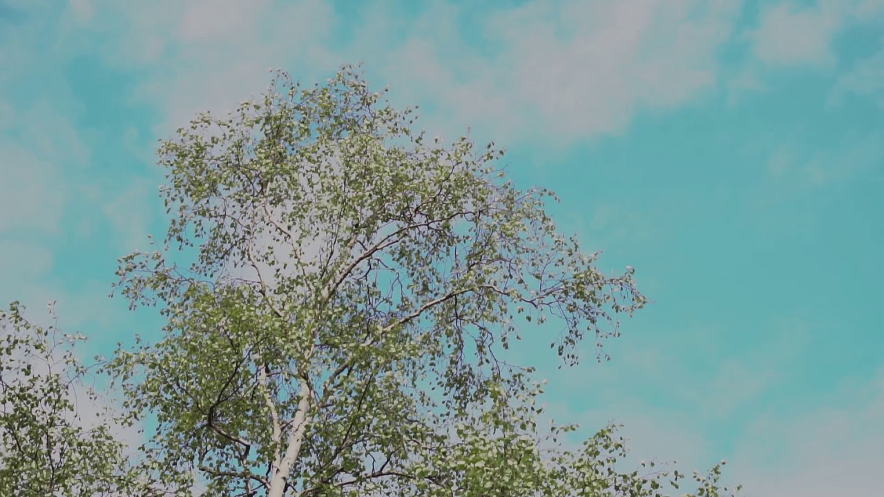Langinkoski: Kalahautomo