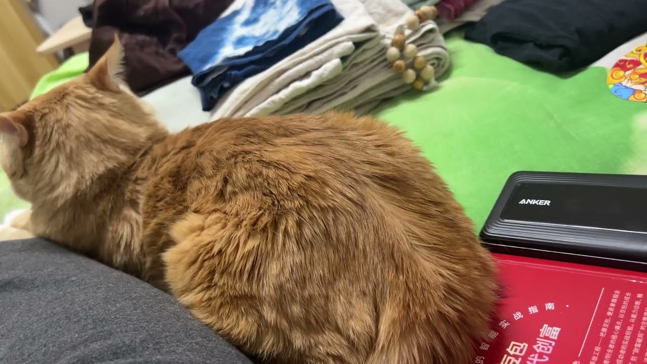 猫咪脾气测试：好脾气