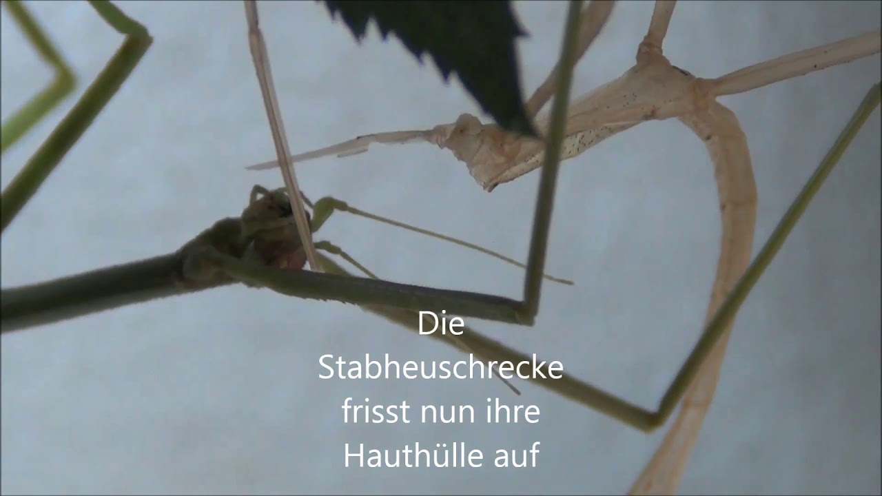 Stabheuschrecke häutet sich! Spannendes Haustier