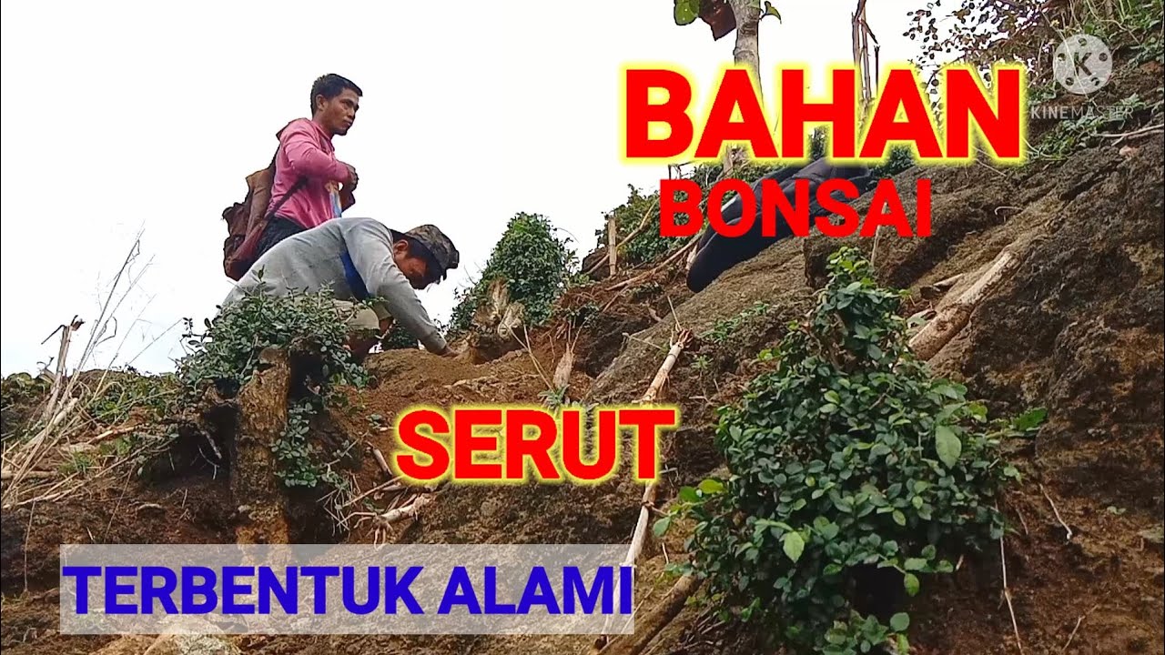 HUNTING/BERBURU BAHAN BONSAI SERUT ‼️DAPAT BAHAN BONSAI JUMBO.