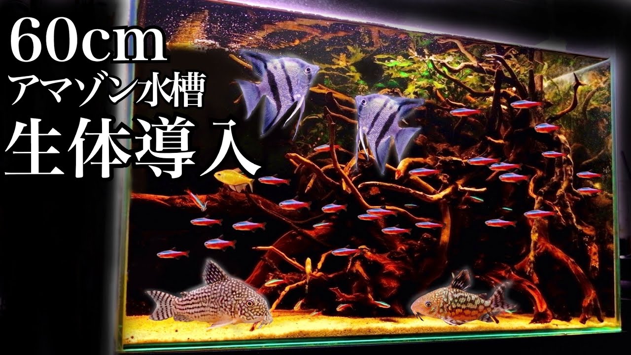 【ｱｸｱﾘｳﾑ/初心者レイアウト】アマゾン川水槽　生体導入　エンゼルフィッシュと巨大コリドラスにビビる小型魚たち