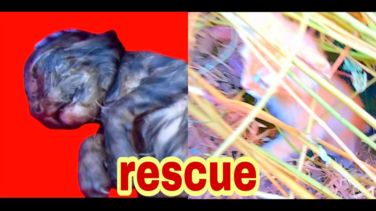 Kitten Rescue after rain storm | The kitten fell into the hole