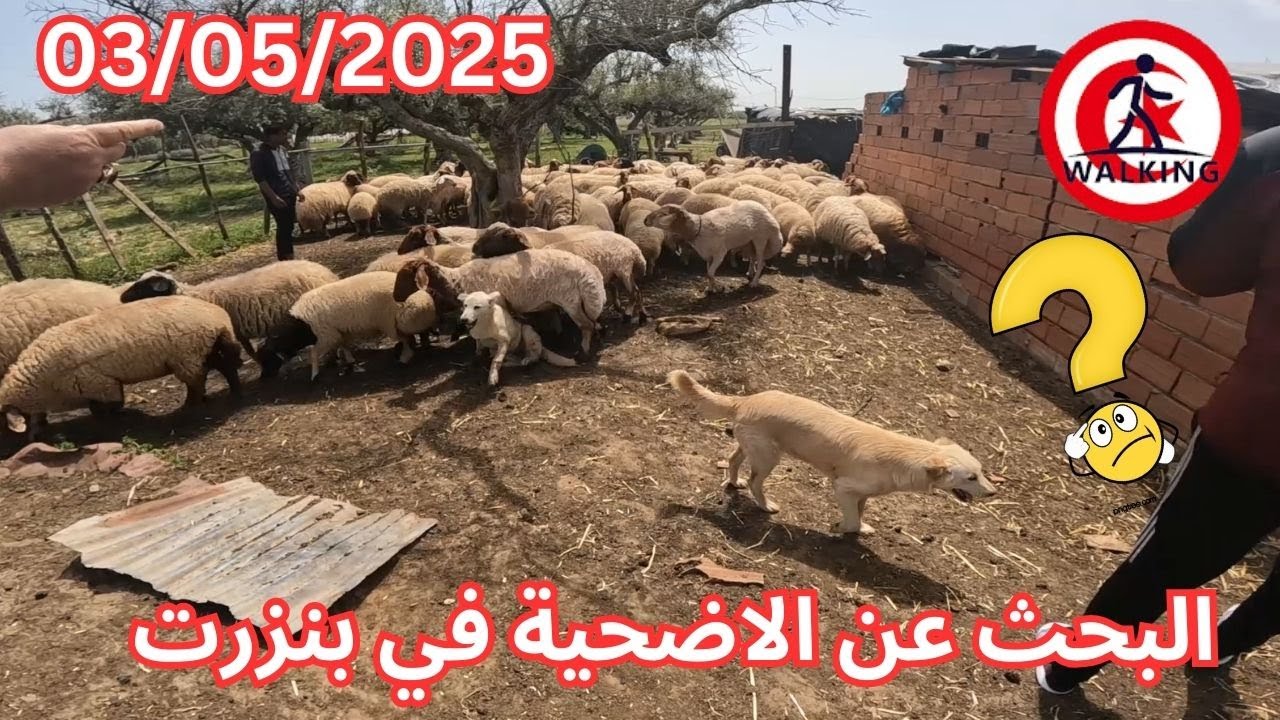 أسوام العلوش في ولاية بنزرت 03/05/2025 خروف العيد