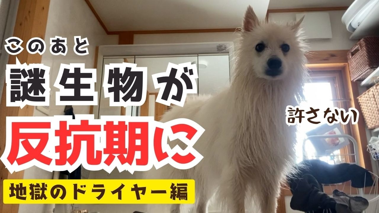 ドライヤーが嫌すぎてファイターと化すシャンプー後の日本スピッツ犬がこちらです／長毛犬乾かすの地獄すぎる