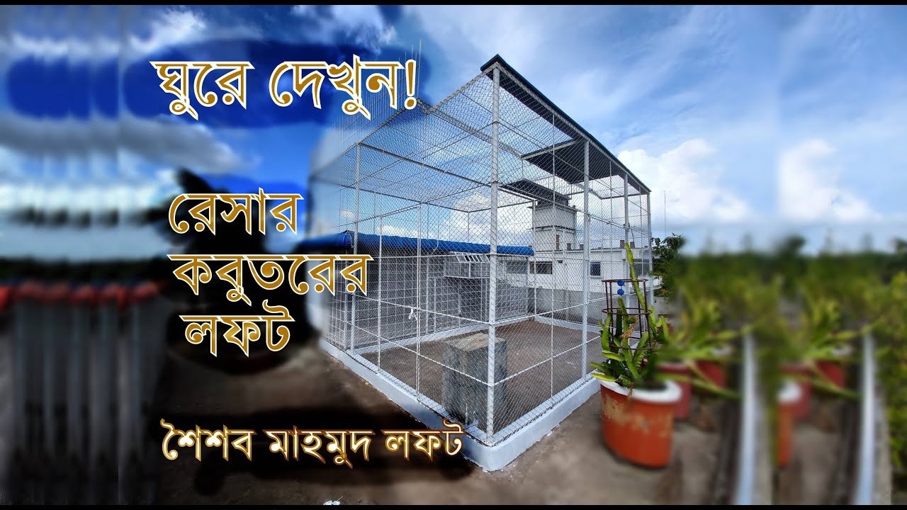 Shaishab Mahmud Loft || Racing Pigeon Loft Pabna