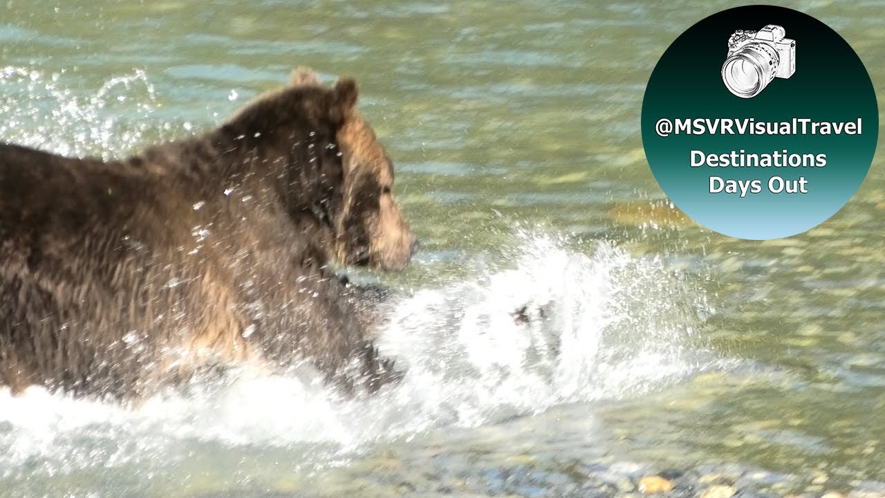 Grizzly Bear Viewing Wildlife Adventure Tour Toba Klite River