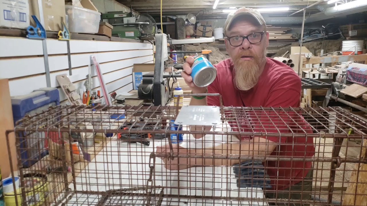 How to trap a STRAY cat HUMANELY | Live trap basics