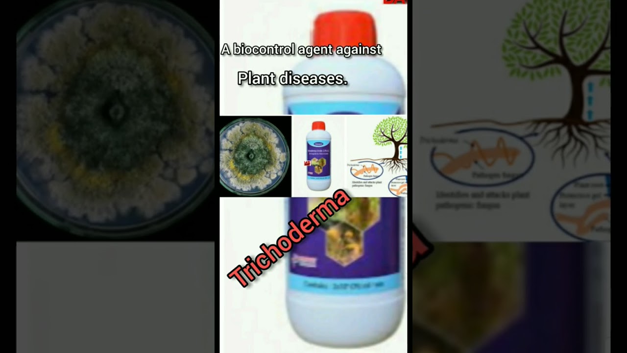 A biocontrol agent against Plant diseases  | #Short #LastDayEducation