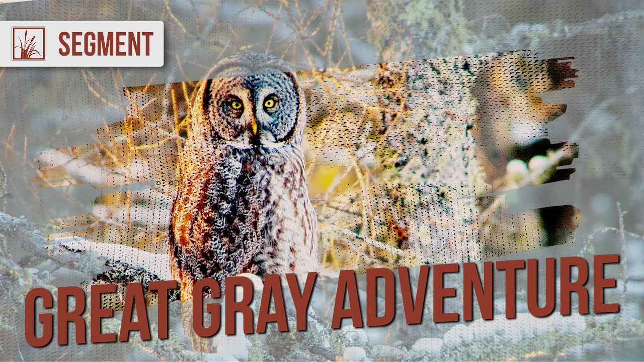 An Owl Mecca in the Middle of Nowhere: Sax-Zim Bog