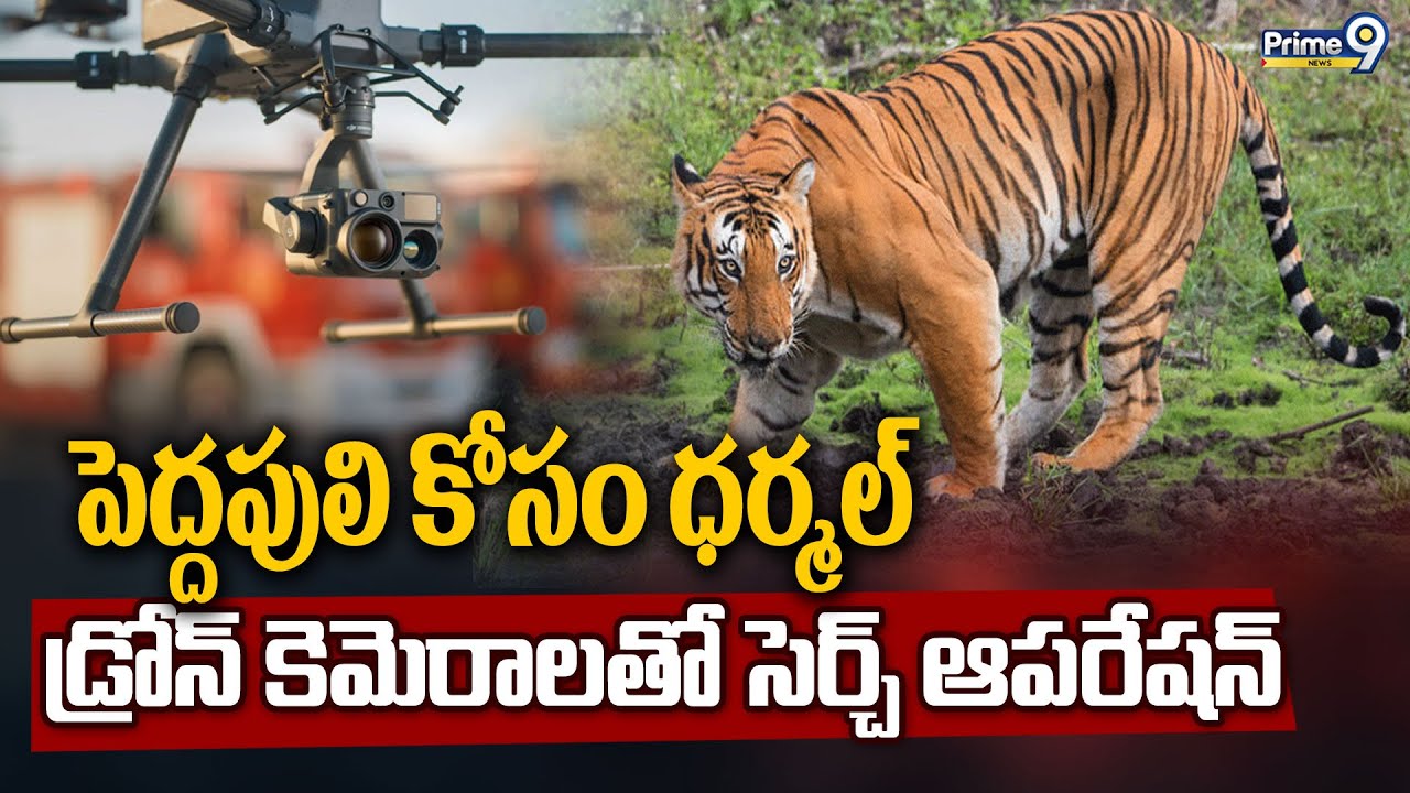 పెద్దపులి కోసం ధర్మల్ డ్రోన్ కెమెరాలతో సెర్చ్ ఆపరేషన్ | East Godavari District | Prime9 News