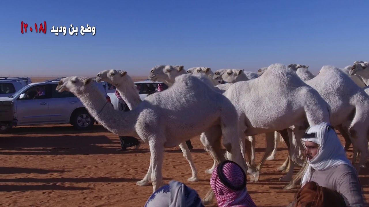 منقيد بادي بن وديد المرشدي