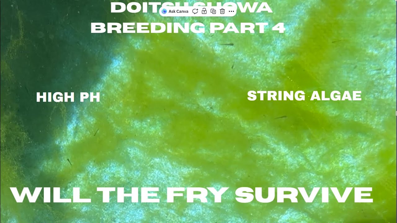 DOITSU SHOWA BREEDING PART 4, 17 NOVEMBER 2025
