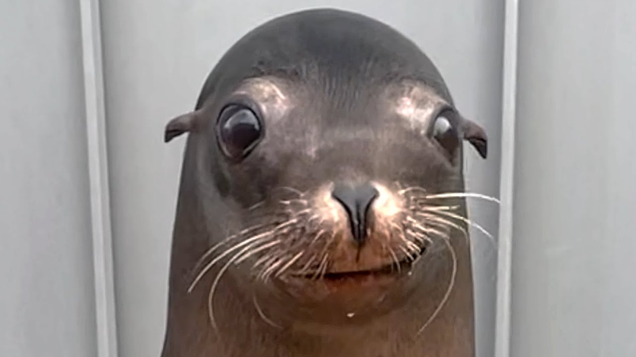 Rescue sea lion has life her parents won't believe