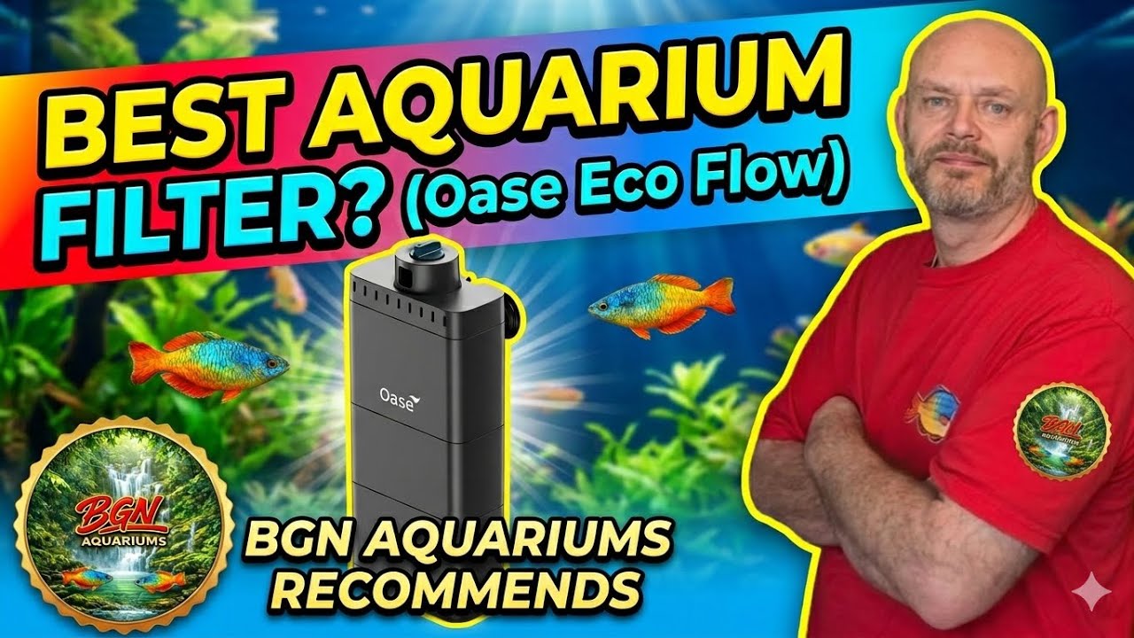 The Oase Eco Flow Filter Unboxing And Setup And How To Seed The Filter Media