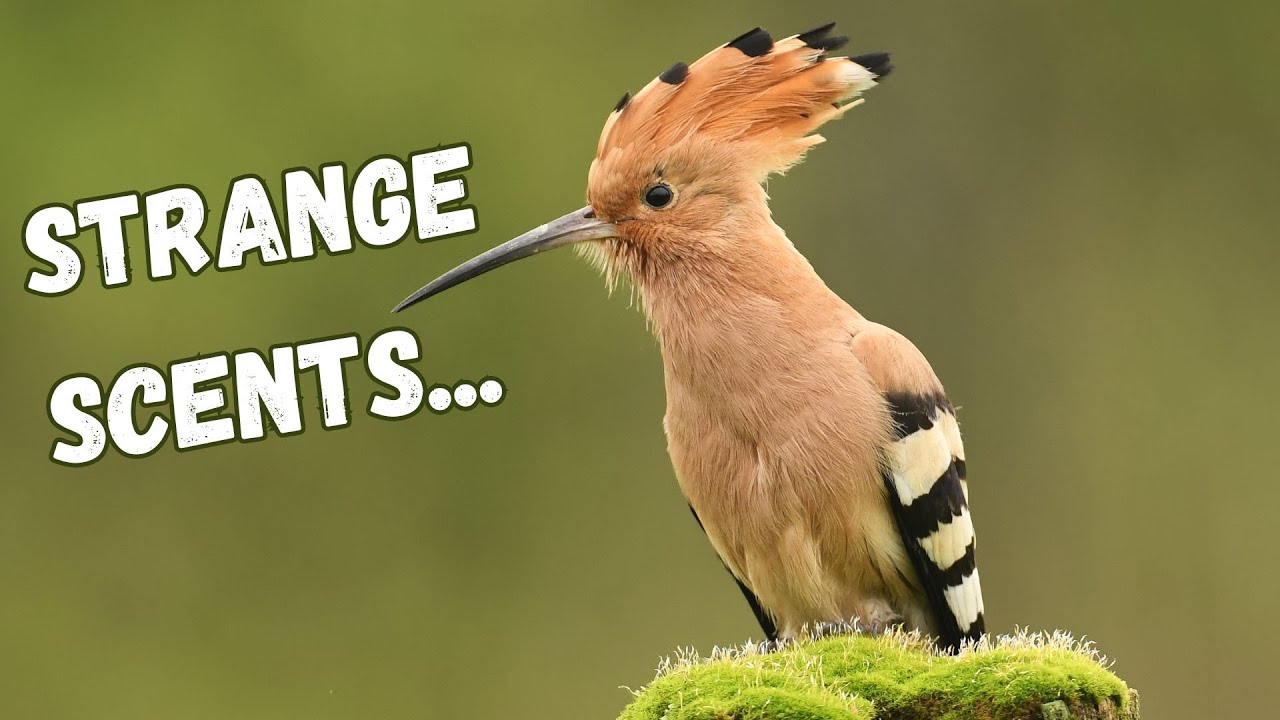 Which birds have the strangest scents?