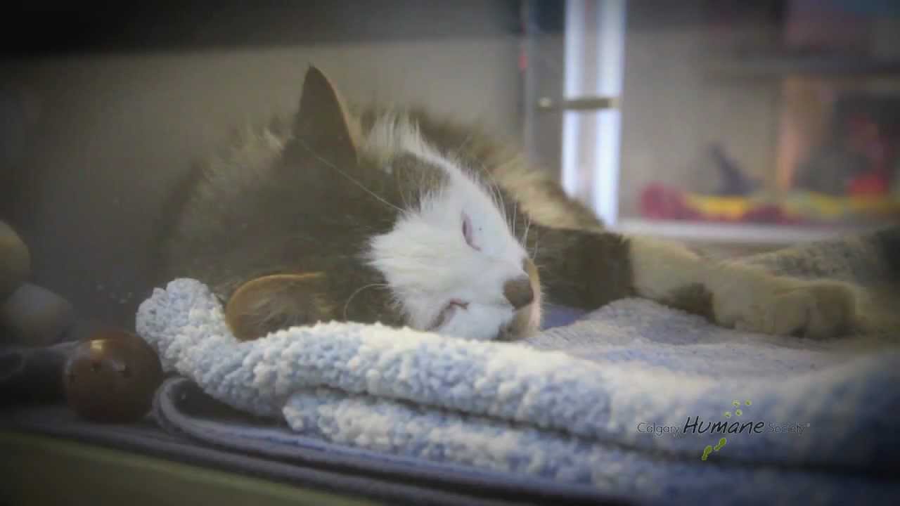 Calgary Dog Cat Shelter ~ Calgary Humane Society Video - non-profit animals pet adoption
