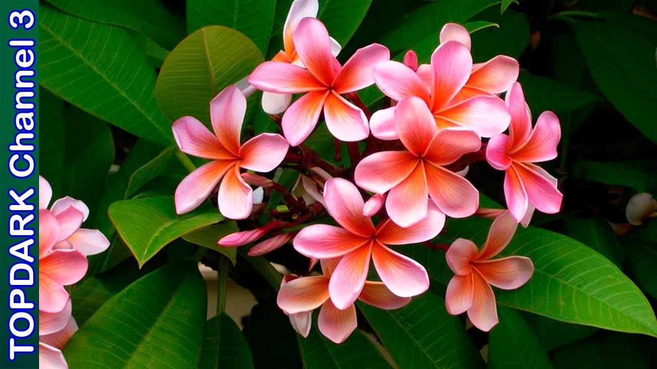 10 Hermosas flores con agradables fragancias