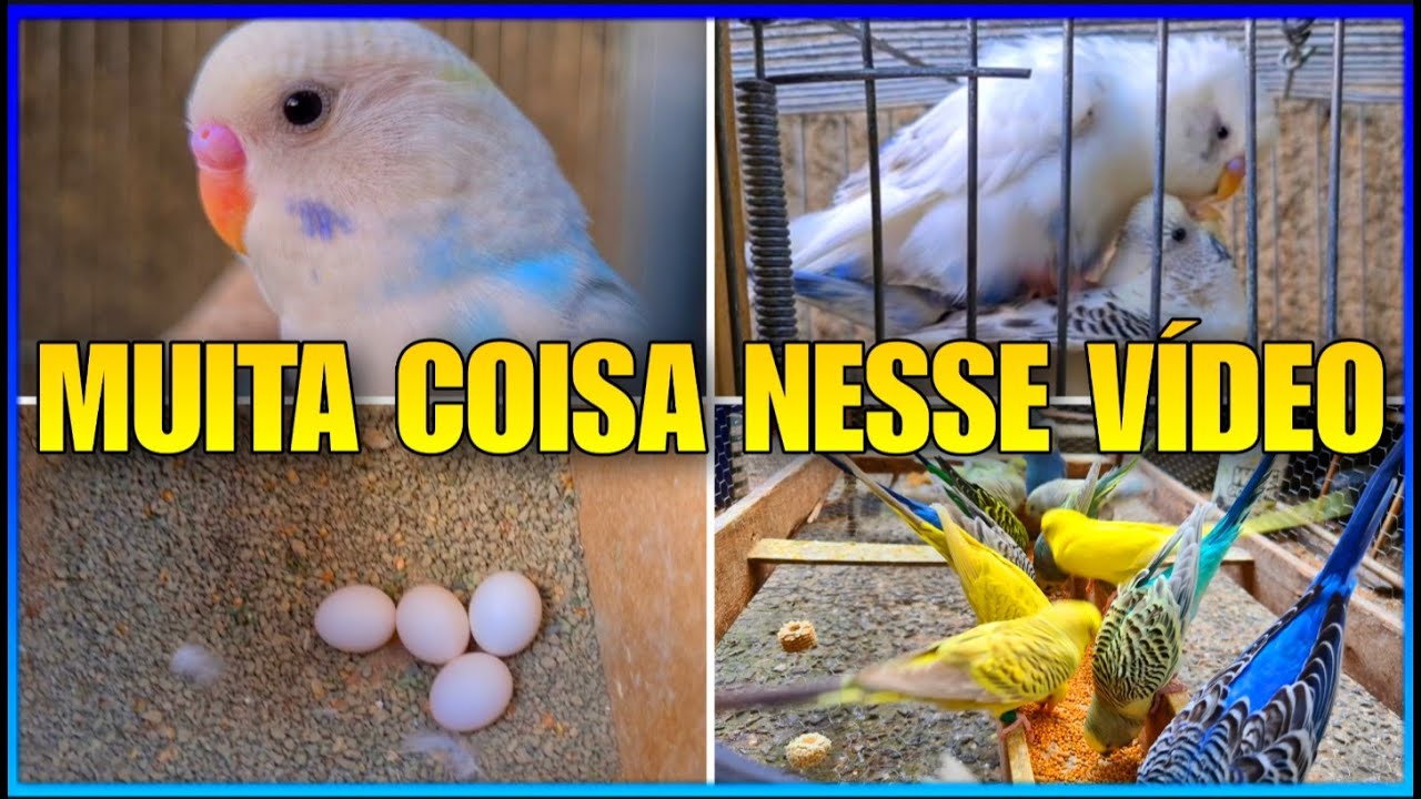 PERIQUITO ACASALANDO  SOLTURA DE FILHOTES  FIZ OVOSCOPIA  JUNTEI UM CASAL DE PERIQUITOS
