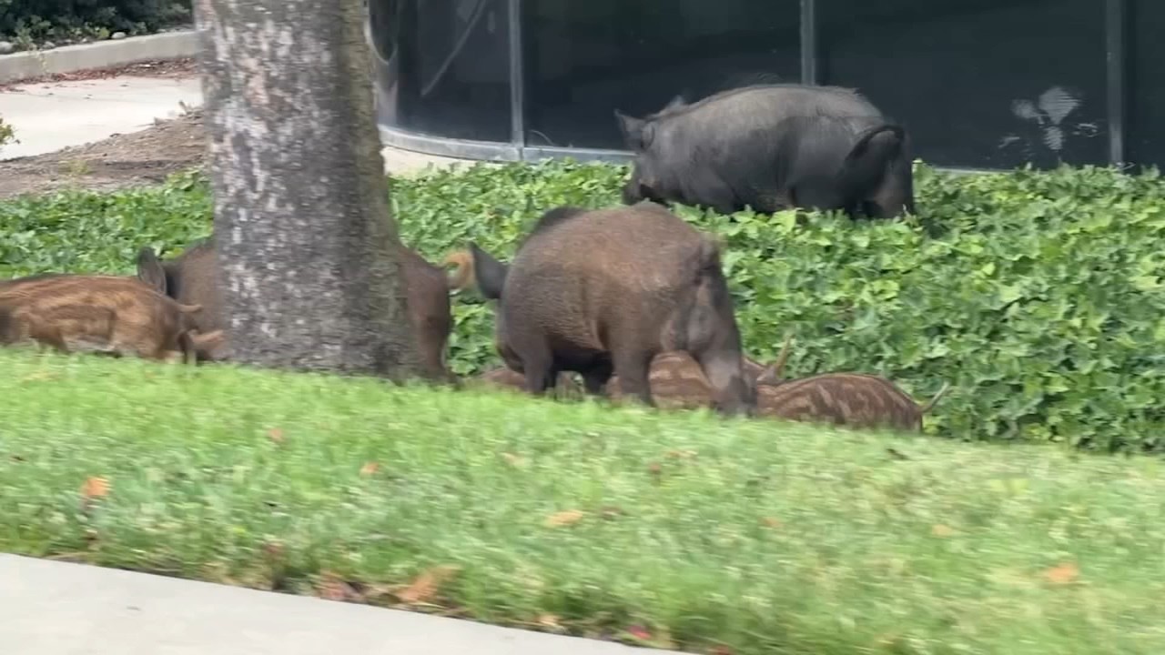 Pigs gone wild: Boars seen tearing up landscaping in Bay Area city