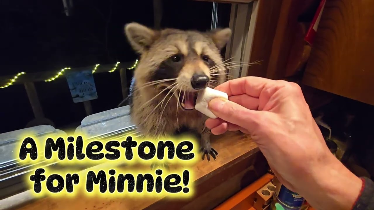 A Milestone for Minnie! #raccoons #lotorlanding #trashpanda #porchpandas #wildanimals