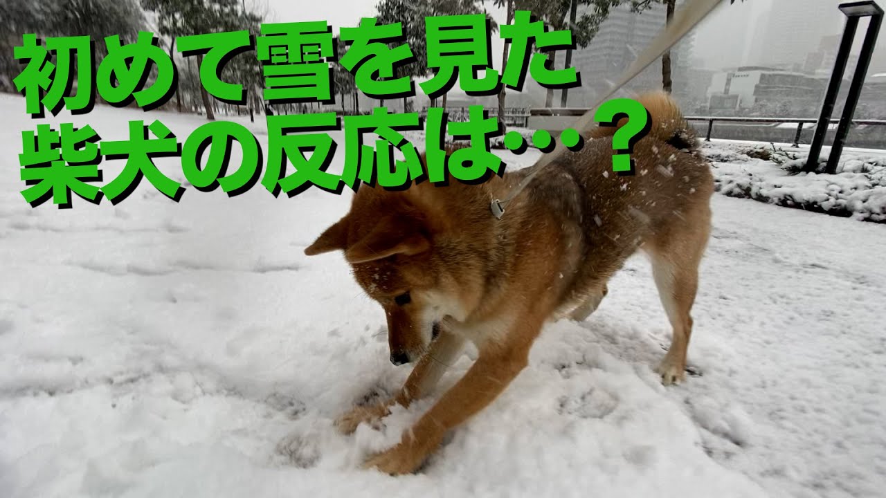 初めての雪に興奮する柴犬【東京で4年ぶりの大雪警報】