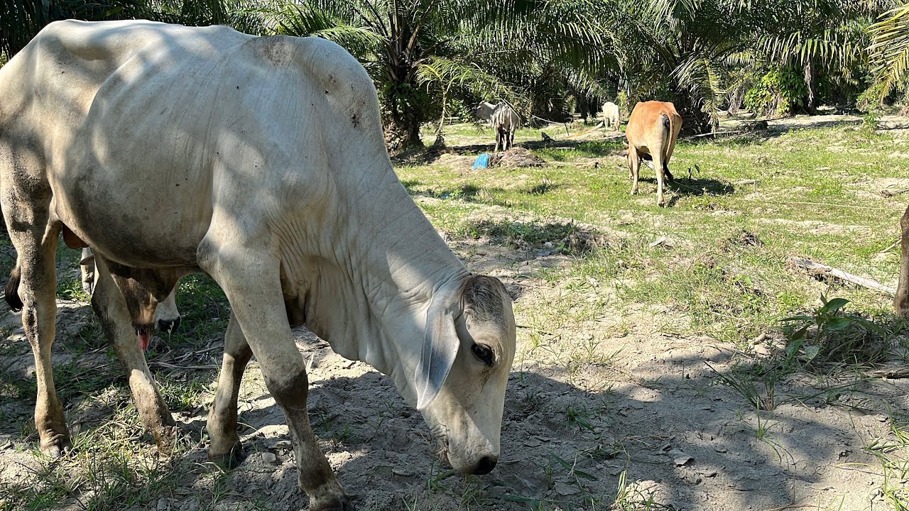 VIDEO LEMBU DAN SUARA LEMBU SEDANG MAKAN!!
