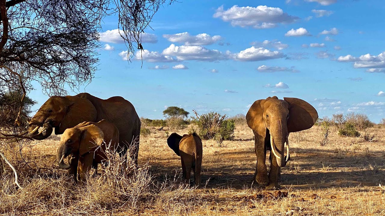 SAFARI W KENII - TSAVO EAST & ASHNIL LODGE