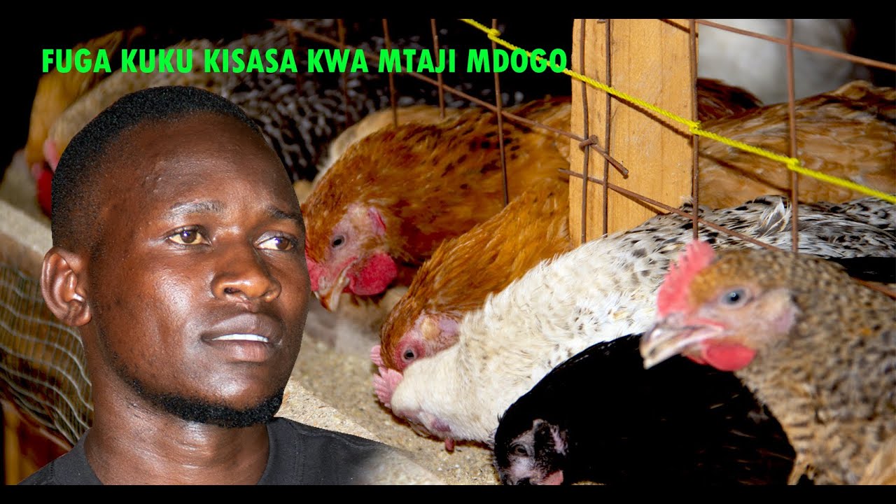 KIJANA MWENYE NDOTO ZA KUWA BILIONEA KWA UFUGAJI WA KUKU