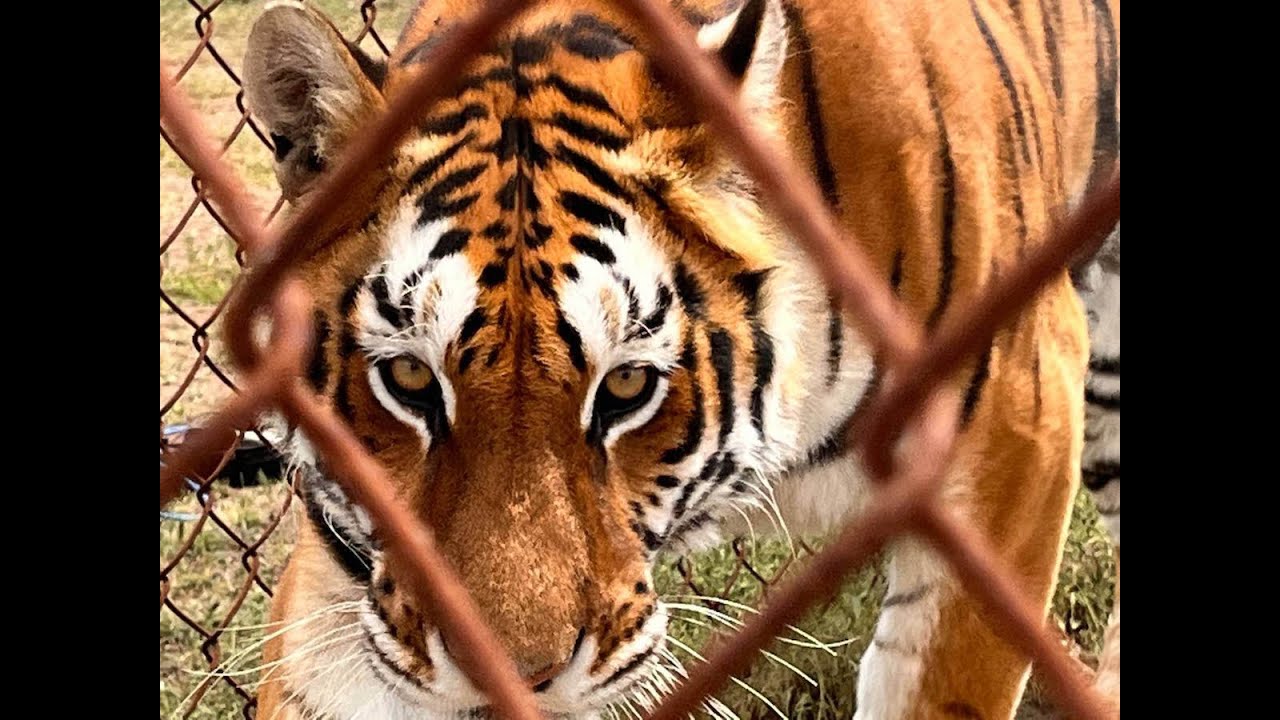 Santuaai, el santuario de Querétaro que da refugio a los animales exóticos del país