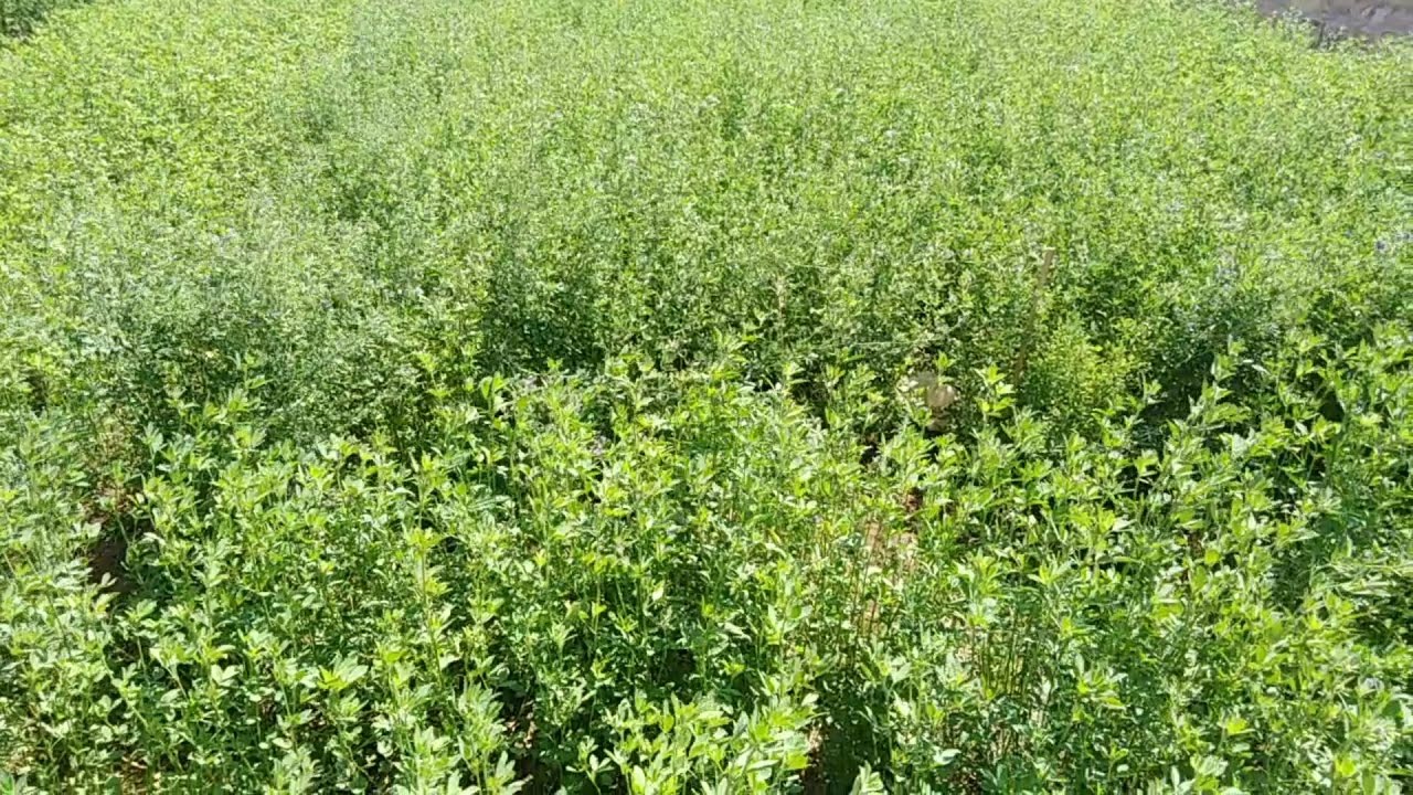 عدد المواشي علي مساحة فدان البرسيم الحجازي والتكاليف # قناه الحلوين