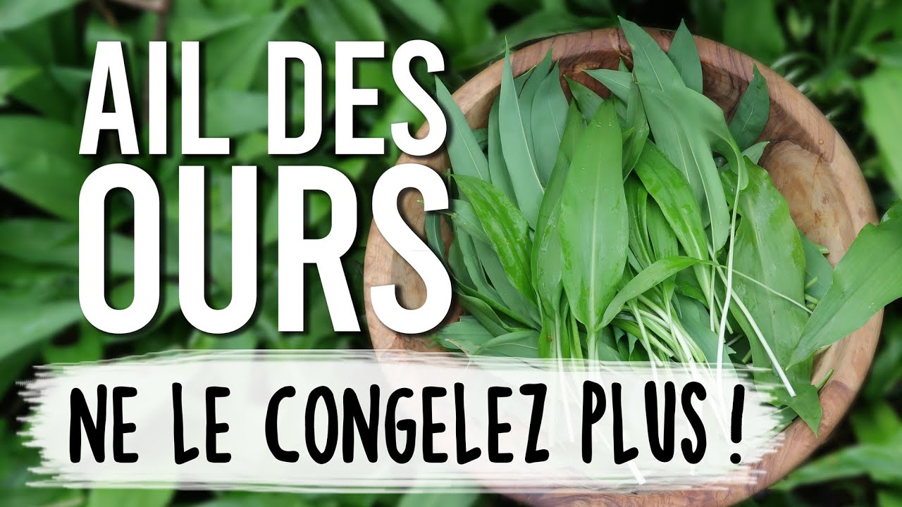 Conserver l'ail des ours SANS CONGEL et SANS FRIGO pendant plus d'UN AN ! 🌿​
