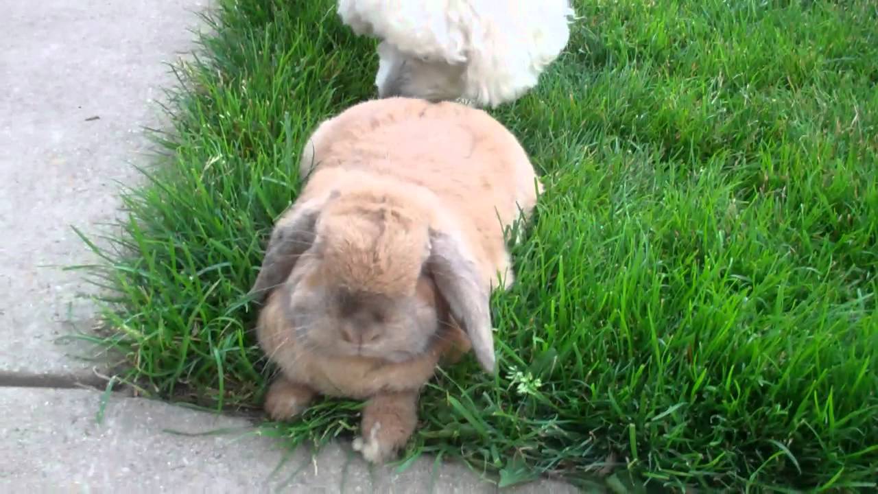 Sonny The Bunny Wabbt Playing Outside !  VID00009.MP4