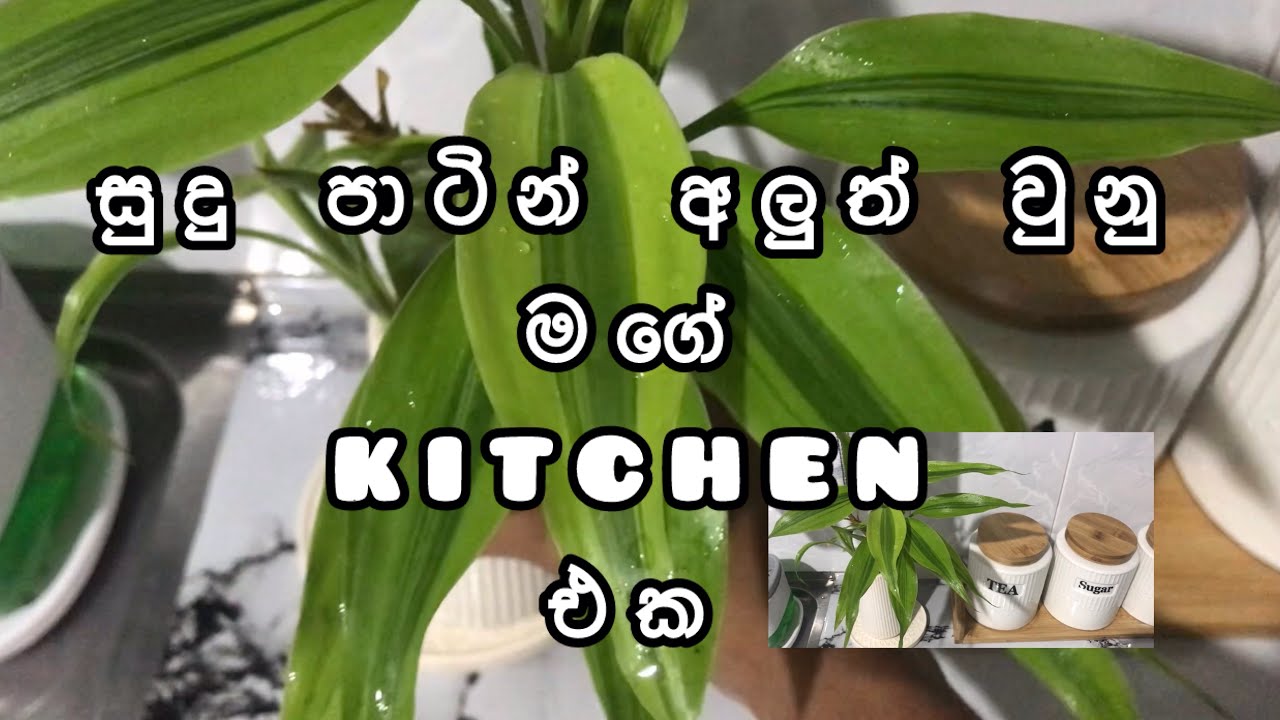 2026 අලුත් අවුරුද්දට කලින් සුදු පාටින් හැඩවුනු මගේ මුළුතැන්ගේ කොටසක් / kitchen Deap cleaning 🧴🧼🧽🧹