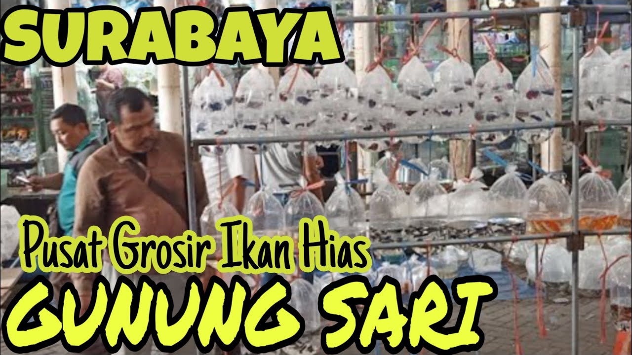 PUSAT GROSIR  IKAN HIAS GUNUNG SARI SURABAYA