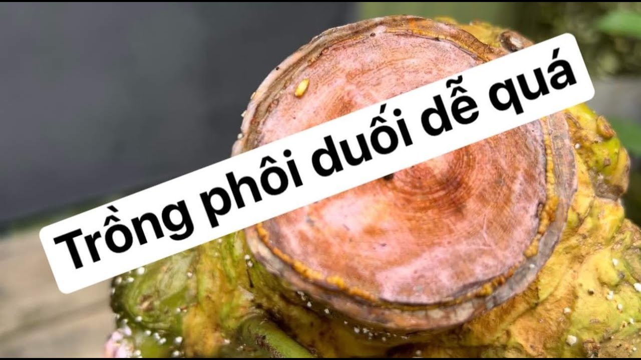 Cách trồng phôi duối sau khi ủ khô