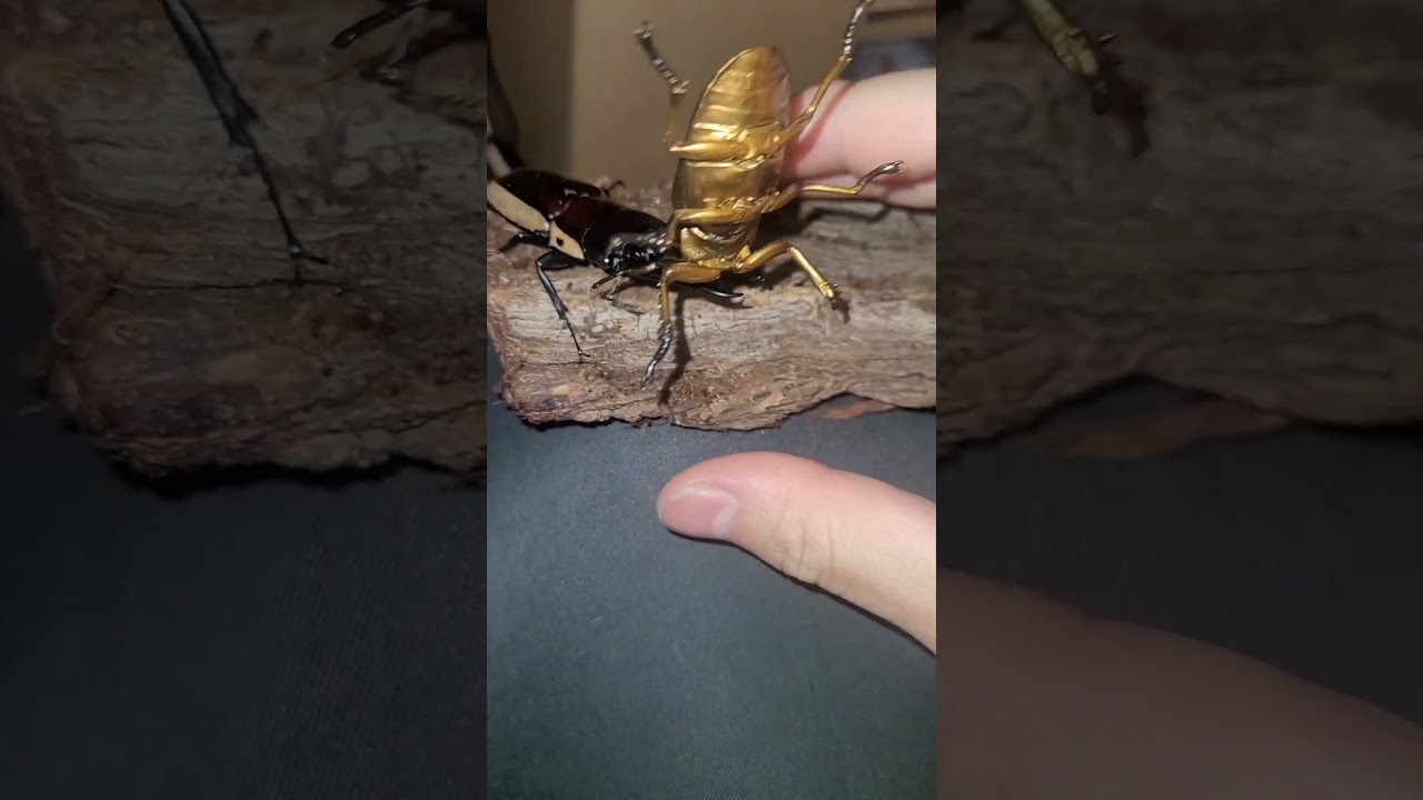 Billy the Stag beetle
