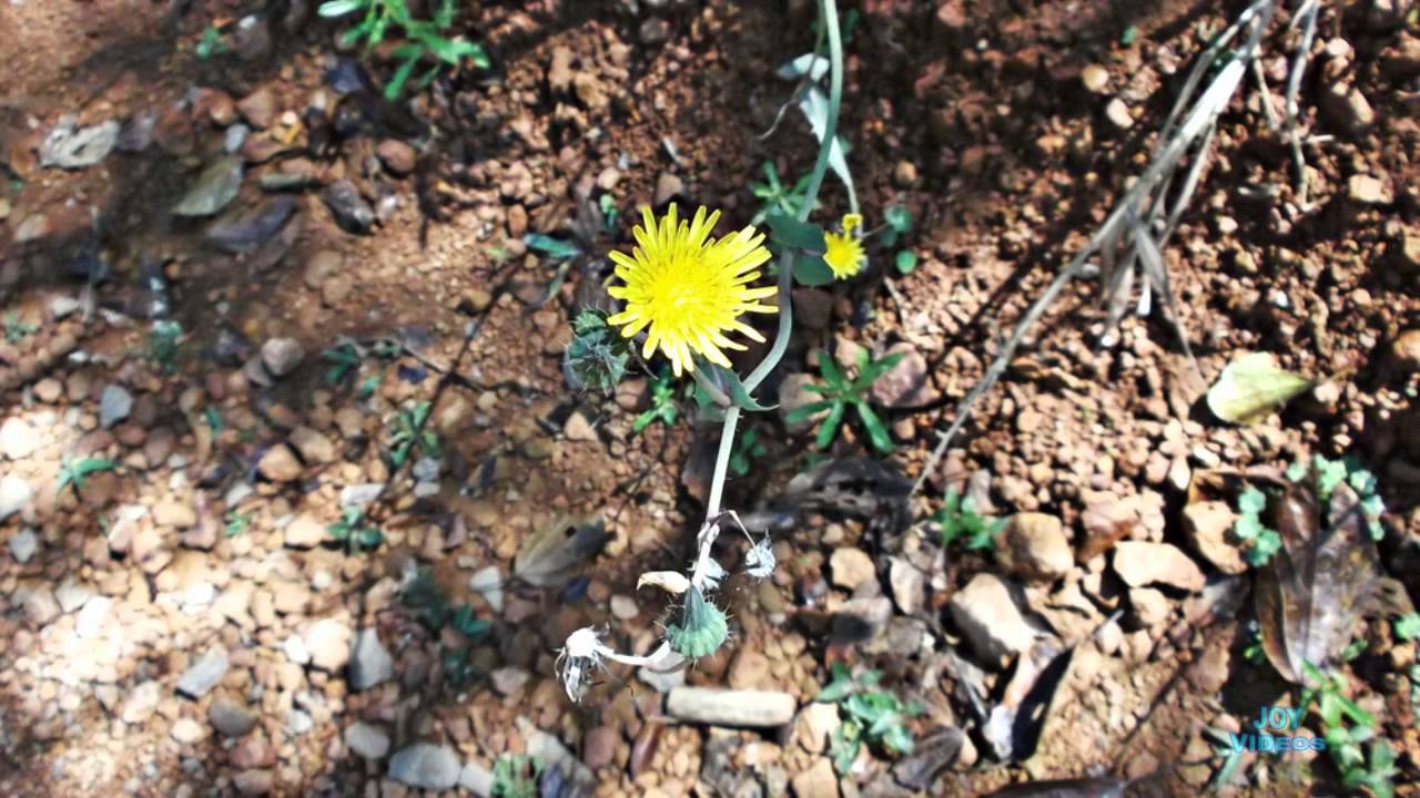 VERSÃO SERTANEJA de MUSICAS ROMANTICAS INTERNACIONAIS