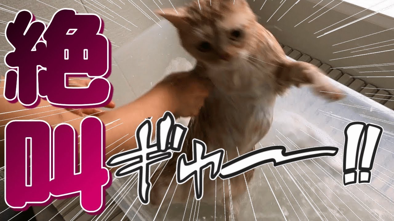 猫シャンプーで大絶叫！お風呂で暴れる!? - Cats just don't want to bathe -