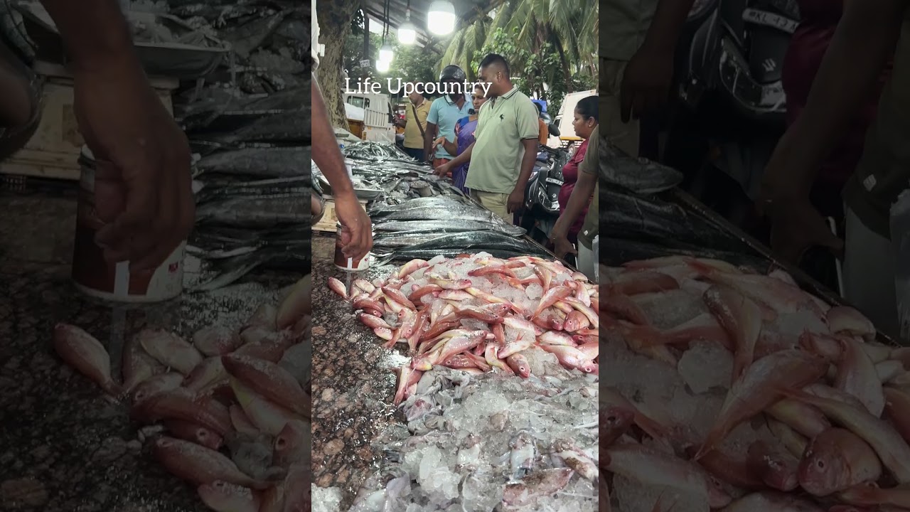 #muttom #palakkod #fishlanding #puthiyangadi