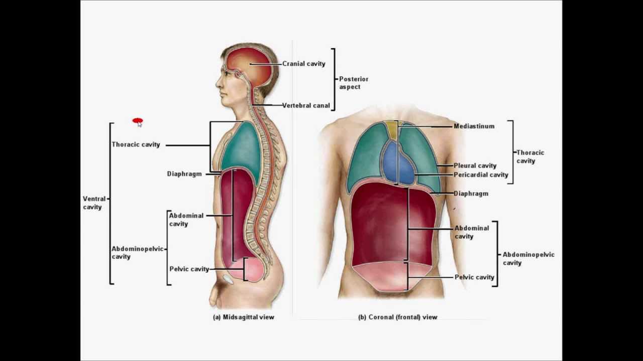 Body Cavities and Abdominopelvic regions by Prof Knoppy