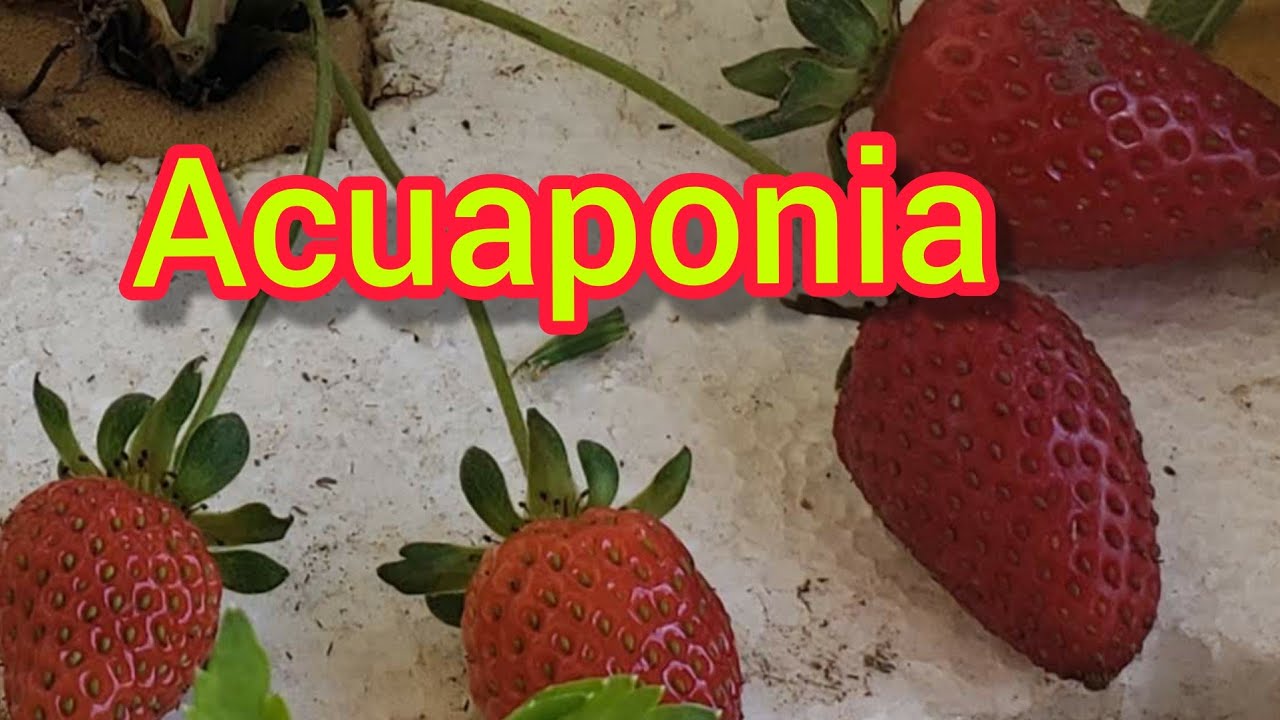 ✅ Cultivar fresas sin tierra solo con el agua de los peces acuaponia hidroponía