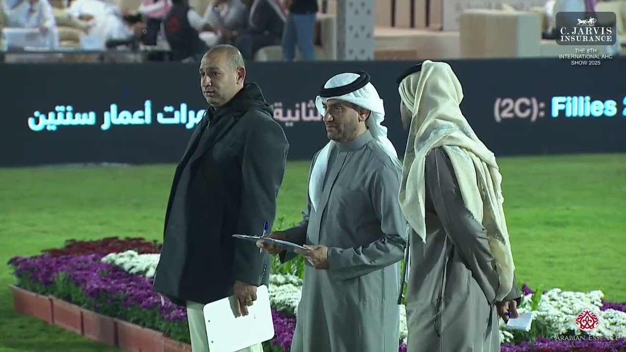 N.241 AJMAA ALSALAM - The 8th International AHC Show 2025 - Fillies 2 Years Old - Section C