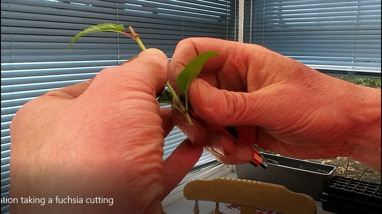 Propagation - Taking a fuchsia cutting