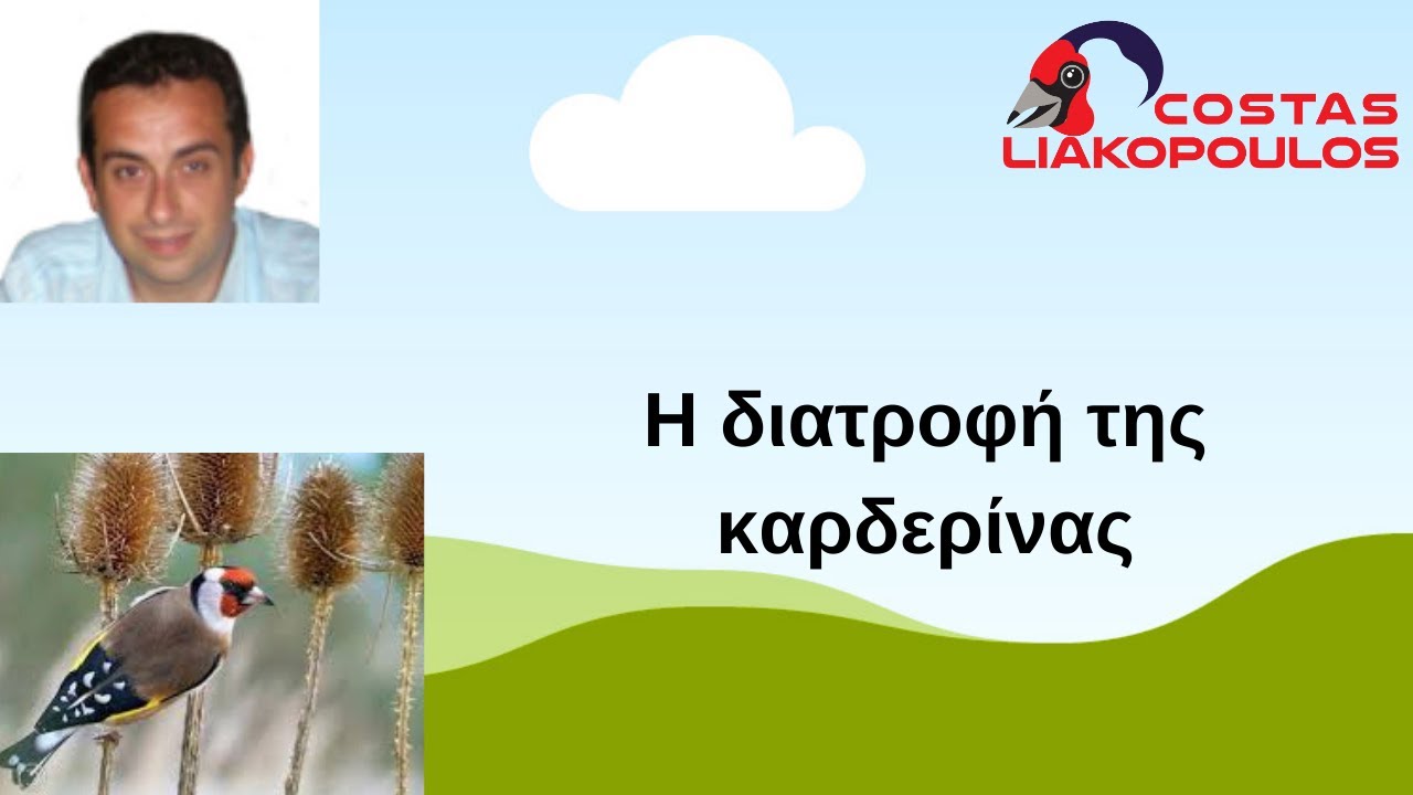 H διατροφή της καρδερίνας